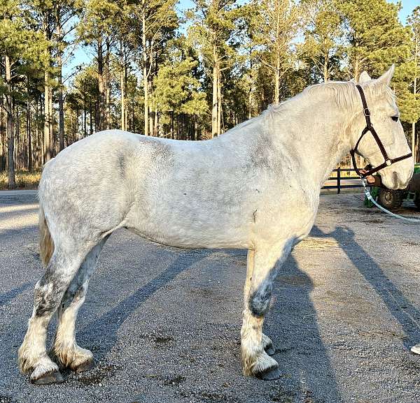 roads-percheron-horse