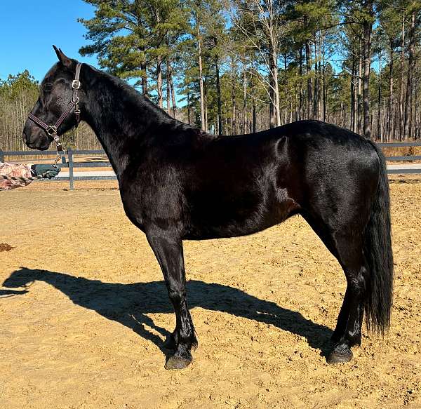 can-go-any-direction-friesian-horse