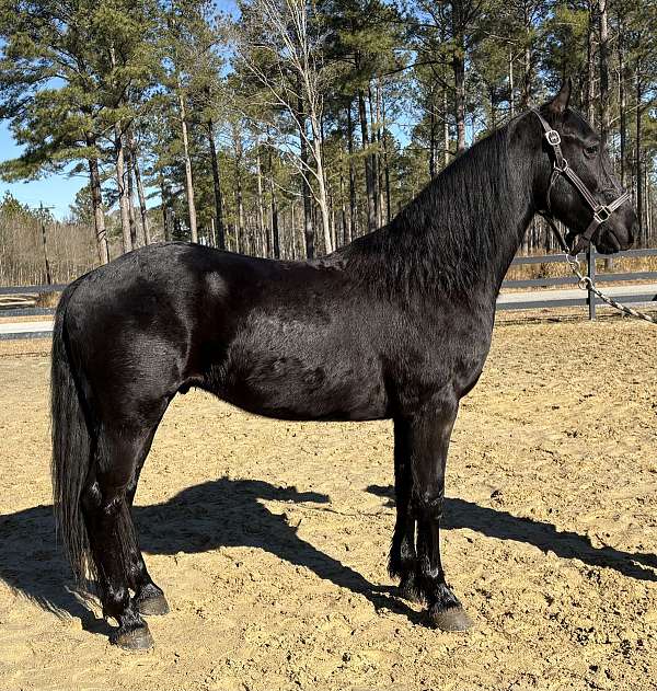 morgan-gelding-friesian-horse