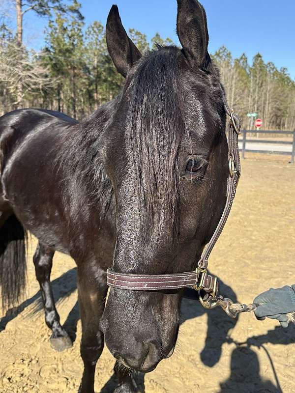 sharp-friesian-horse