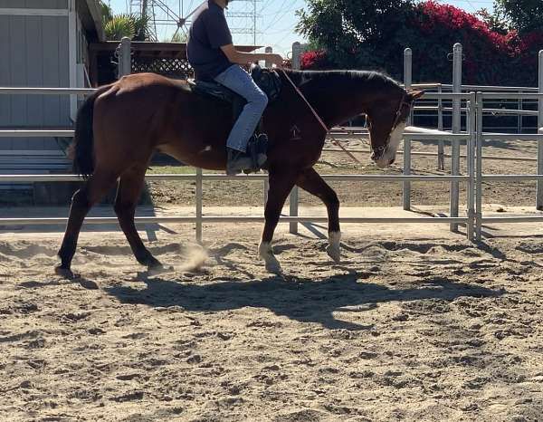 bald-face-2-front-socks-horse