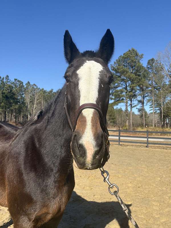 good-manners-percheron-horse