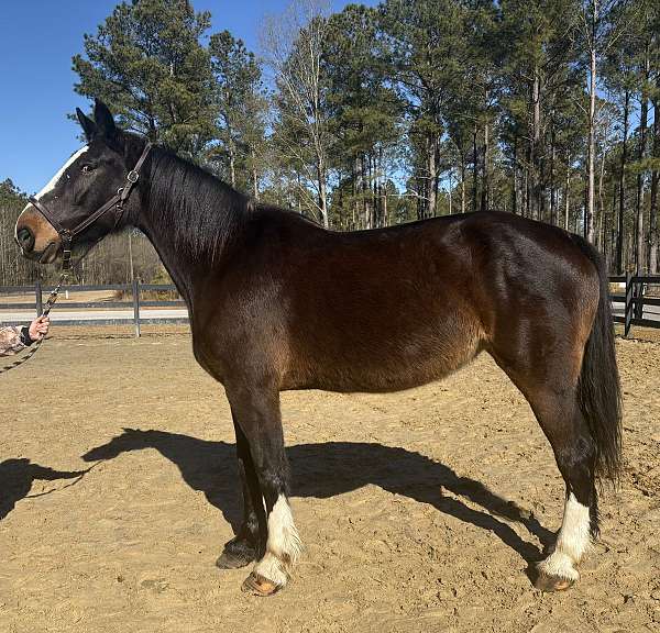 lope-percheron-horse