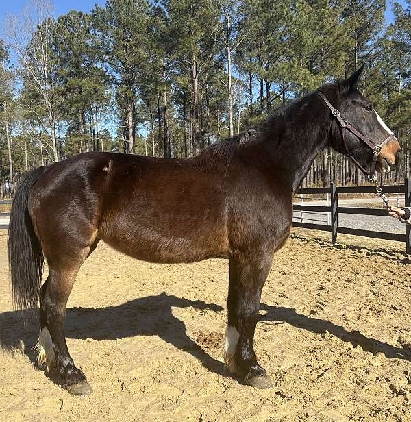 pleasure-percheron-horse