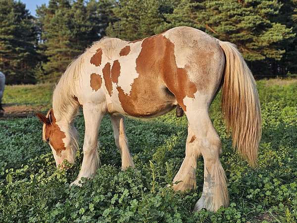 mounted-archery-gypsy-vanner-horse