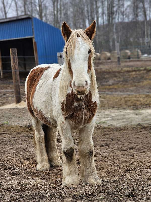 mounted-archery-colt