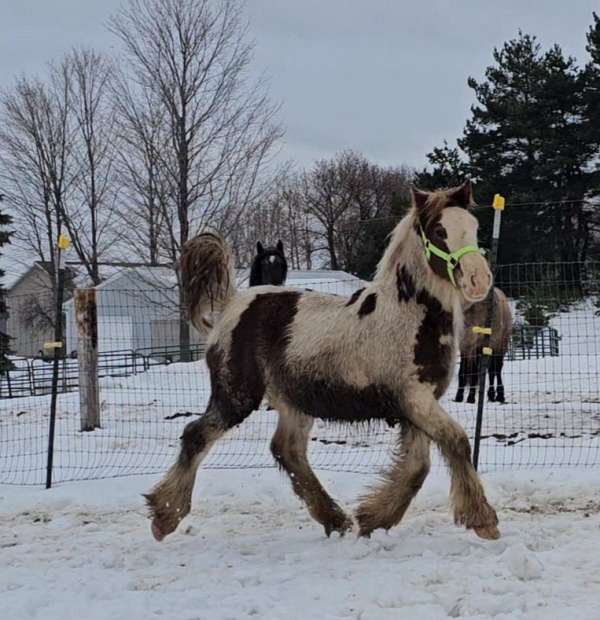 chestnut-overo-gvhs-horse