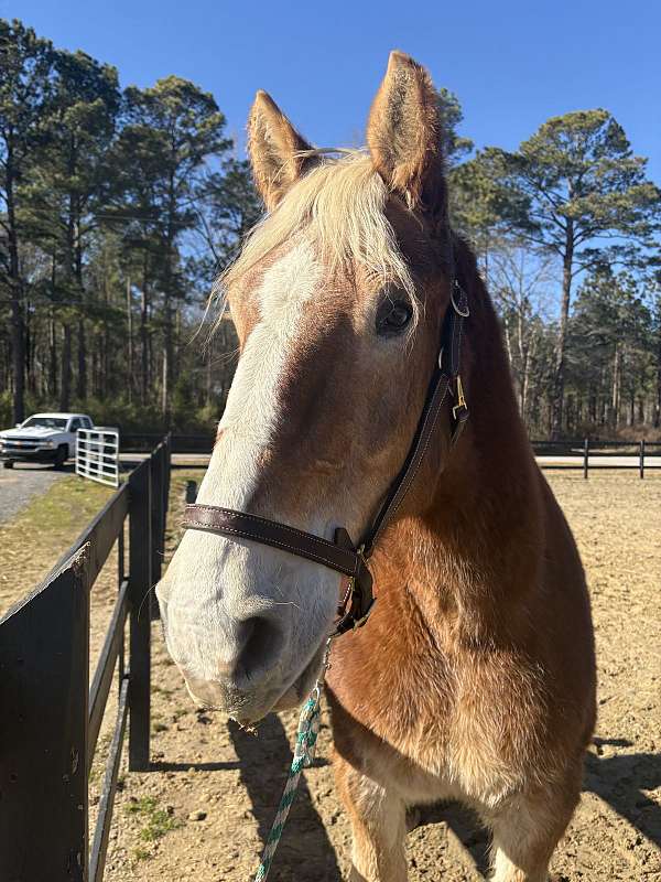 easy-going-belgian-horse