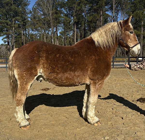 manners-belgian-horse