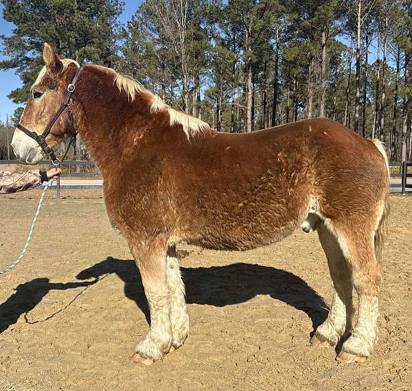 over-belgian-horse