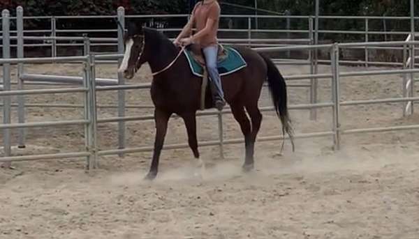 socks-on-hind-short-left-front-horse