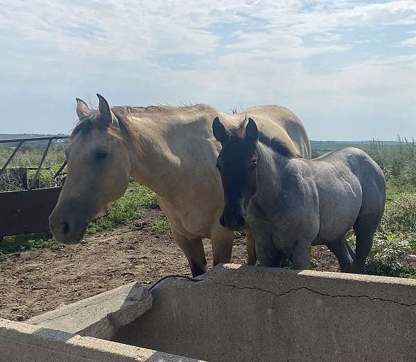 black-mane-tail-no-white-horse