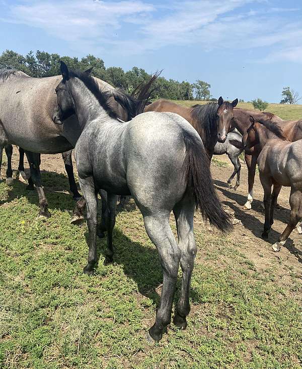 blue-roan-black-mane-tail-no-white-horse