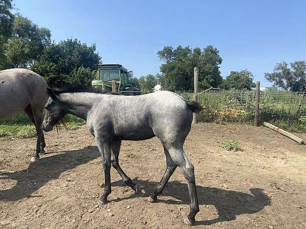 cowhorse-bred-quarter-horse