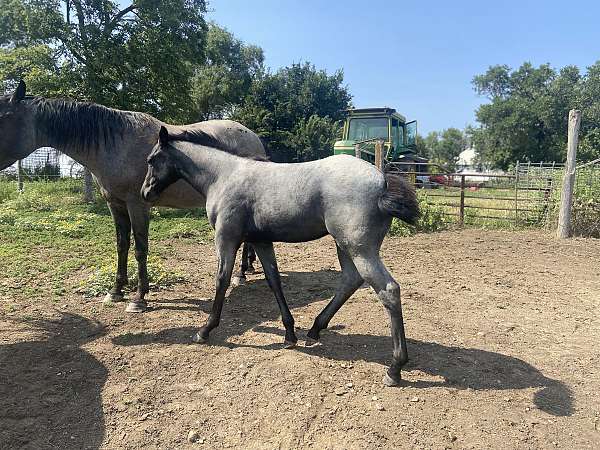 working-cowhorse-bred-quarter-horse