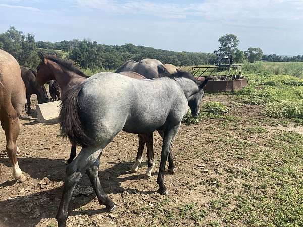 black-mane-tail-no-white