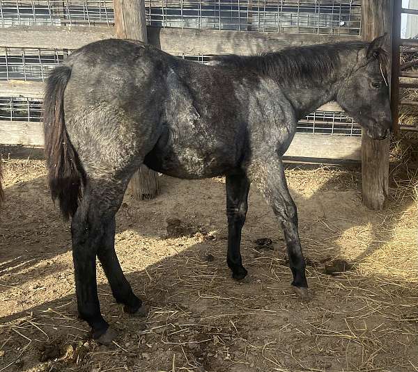 working-cowhorse-bred-horse