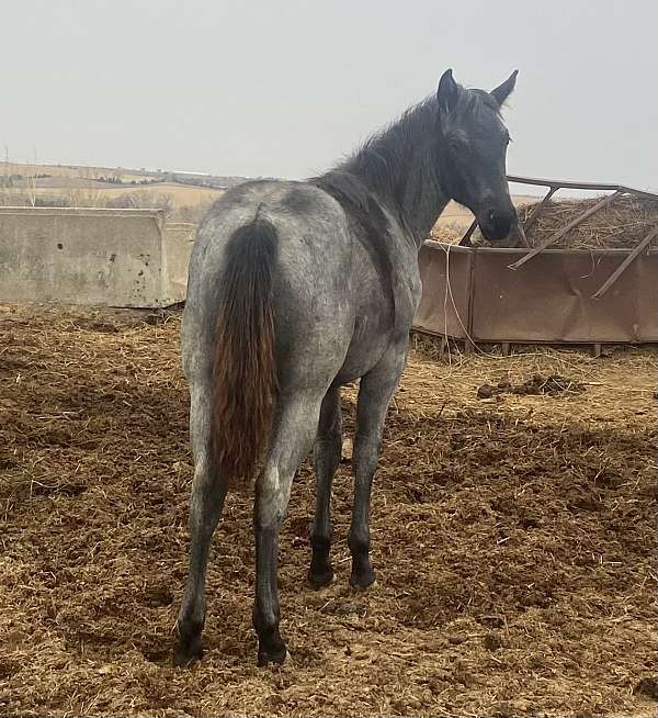 cowhorse-bred-filly