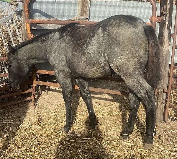 working-cowhorse-bred-horse