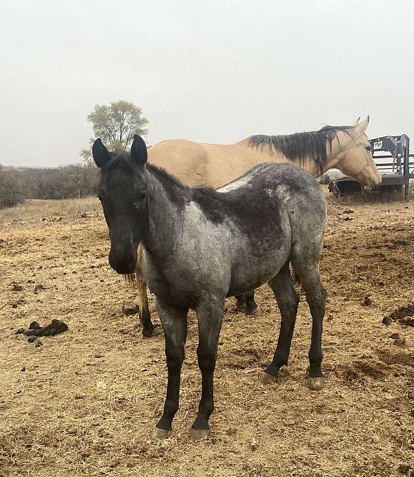 nfr-filly