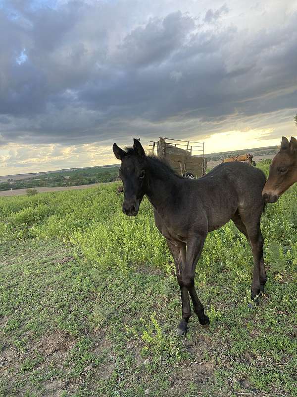 working-cowhorse-bred-filly