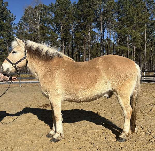 beginner-safe-kid-pony-fjord-horse