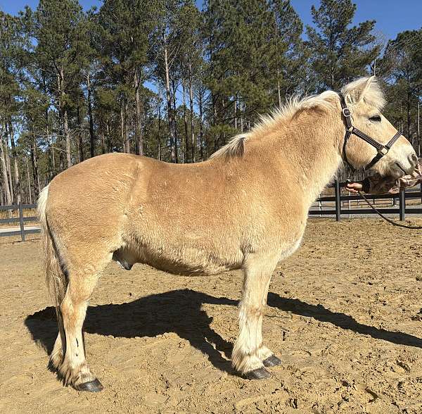 bombproof-fjord-horse