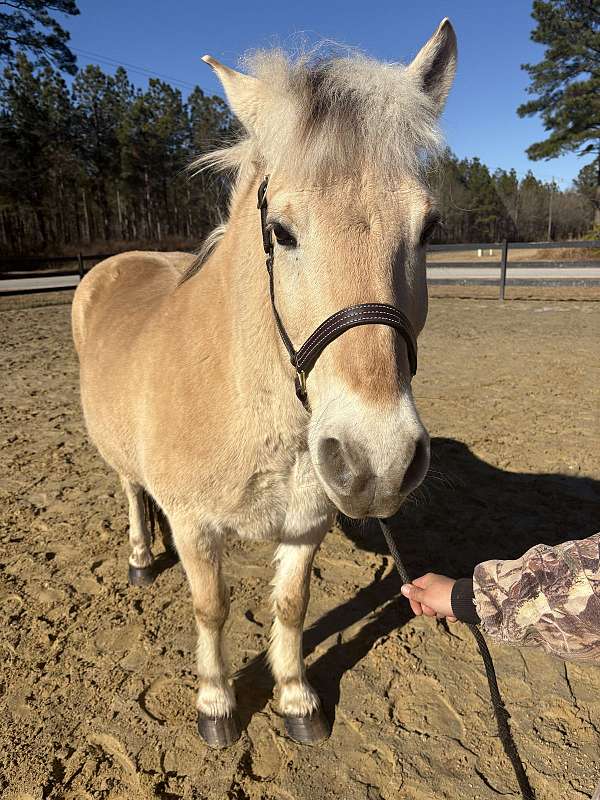 canter-fjord-horse