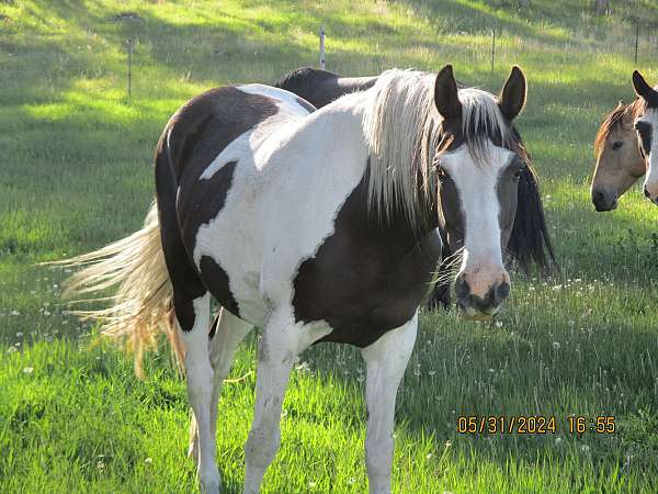 chestnut-spotted-spotted-saddle-mare