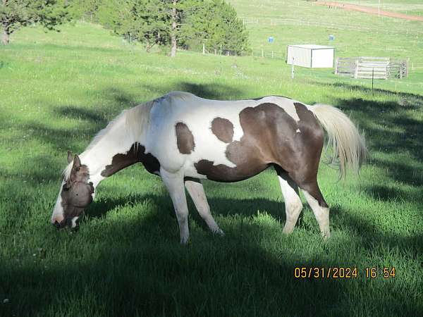 liver-chestnut-spotted-spotted-saddle-mare