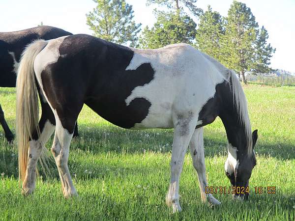 chestnut-spotted-spotted-saddle-for-sale