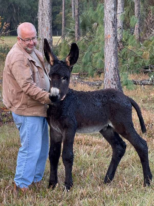 black-donkey-colt