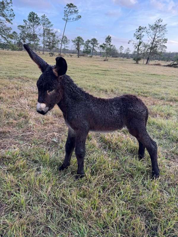 black-colt-for-sale