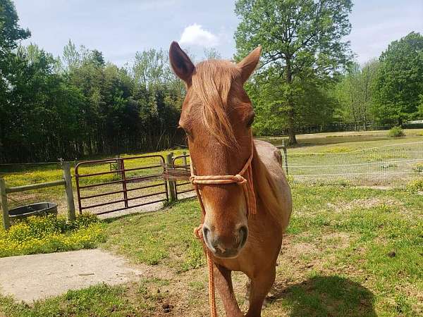 mustang-horse-for-sale