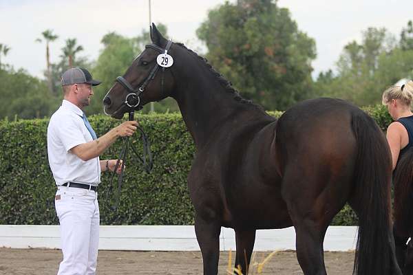 ahs-hanoverian-thoroughbred-horse