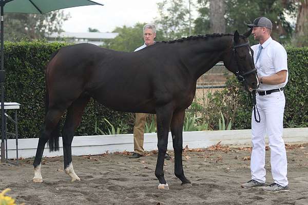 ahs-hanoverian-thoroughbred-mare