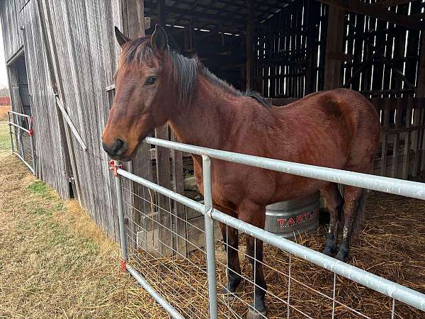 quarter-horse-gelding