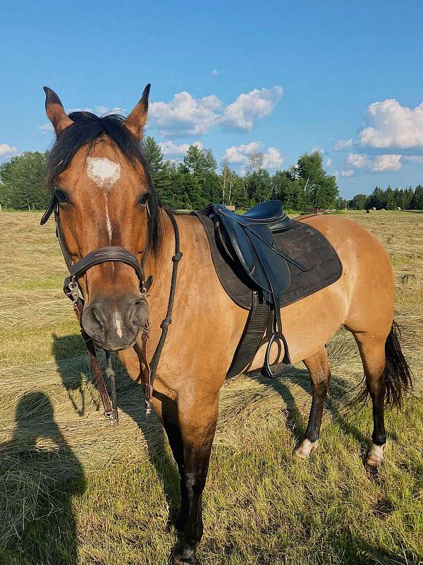 dun-quarter-horse-mare