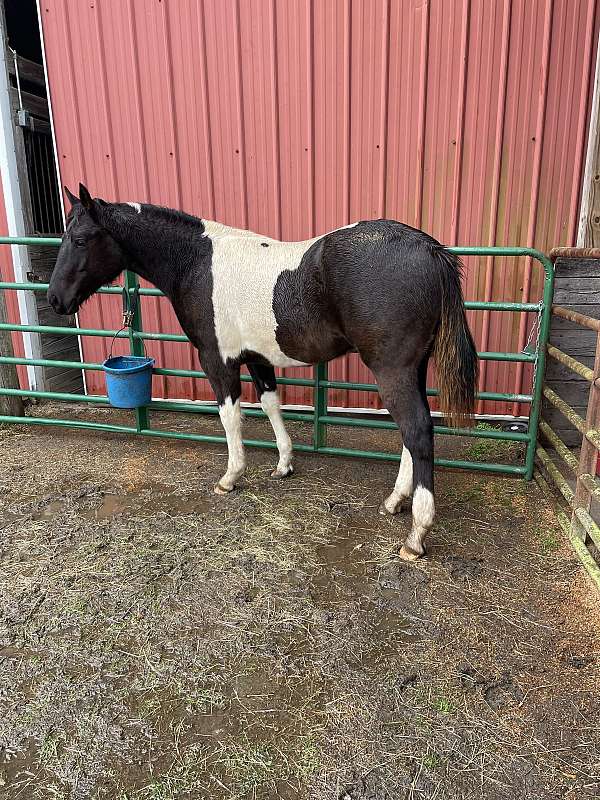 roping-show-paint-horse