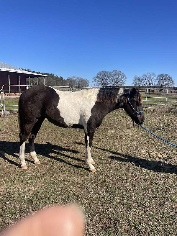 beautiful-head-filly