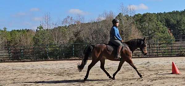 welsh-pony-mare