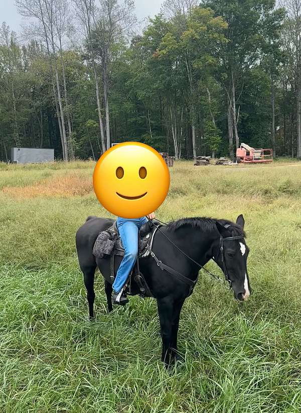 trail-trail-riding-draft-horse