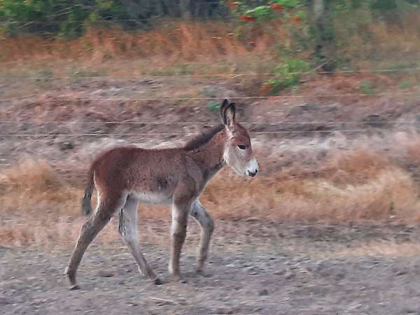 donkey-filly-foal