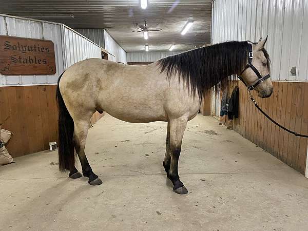 apha-gelding-friesian-horse