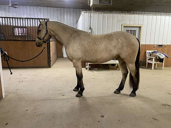 mellow-friesian-horse