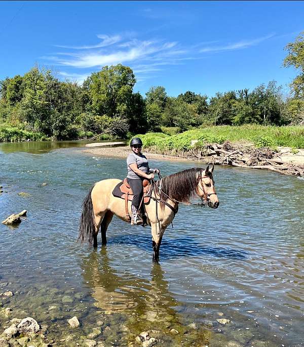 parties-friesian-horse