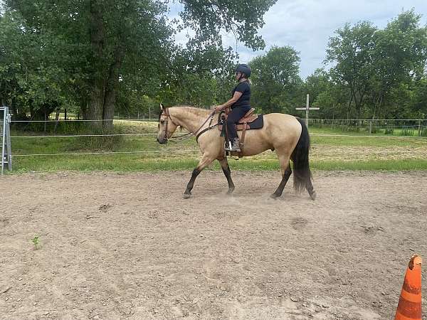 and-more-friesian-horse