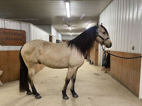 apha-friesian-horse