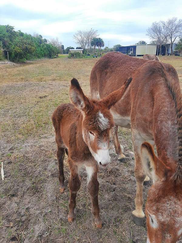 red-roan-white-spot-on-forehead-horse