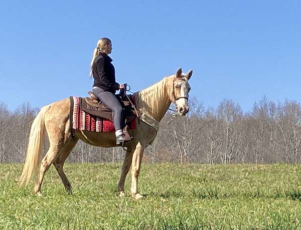 bald-face-horse